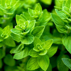 OREGANO-WALNUT PESTO: 3 WAYS