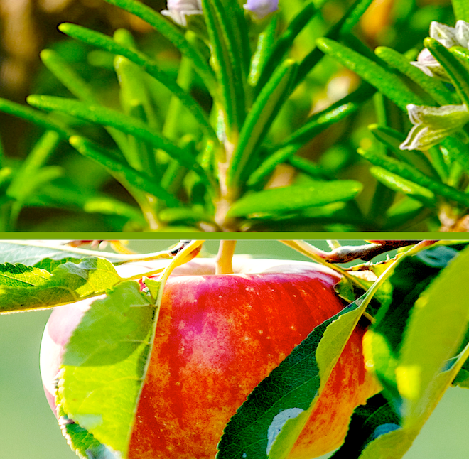 ROSEMARY APPLE DRESSING & MARINADE