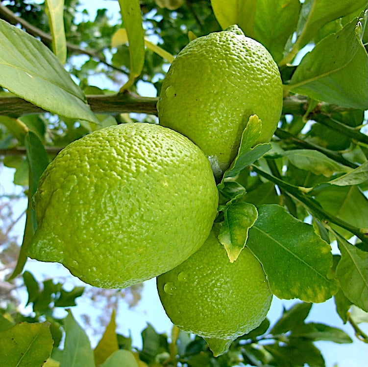 GREEN LEMONS EVOO