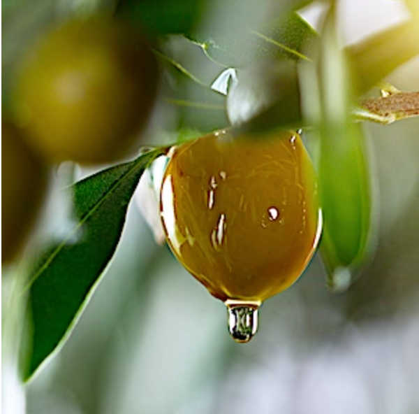 EXTRA VIRGIN OLIVE OIL KINGSTON OLIVE OIL COMPANY