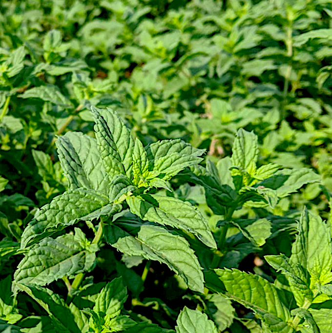 EUPHRATES MINT LEAVES (SPICE)